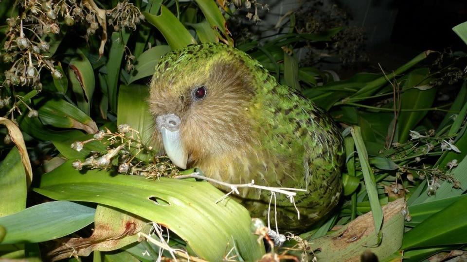The Kākāpō (“KAHK-ah-po”) are critically endangered with only 197 of these nocturnal, flightless parrots alive today. Check out Kākāpō Recovery to find out more about kākāpō conservation efforts.