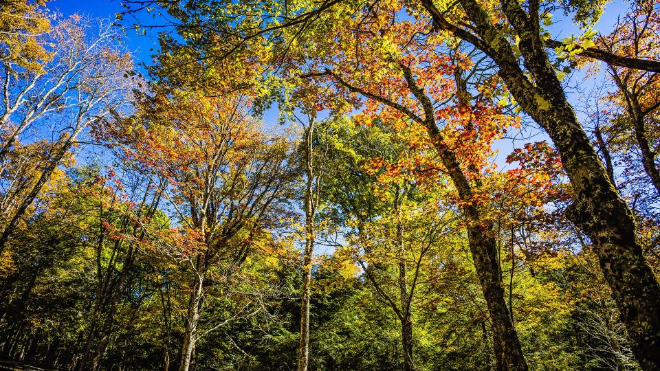 Oct. 8, 2022: As the upper elevations of Grandfather Mountain are nearing peak, there are also vibrant areas of fall color across the park this weekend. Woods Walk Picnic Area, seen here, provides a colorful overhead canopy at this often-quieter spot lower on the mountain.