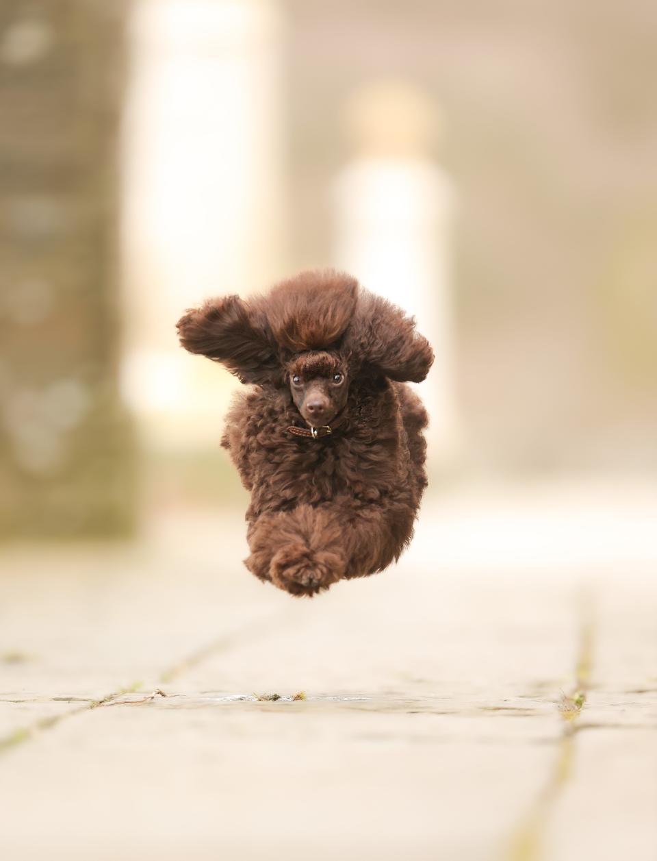 A poodle leaps through the air