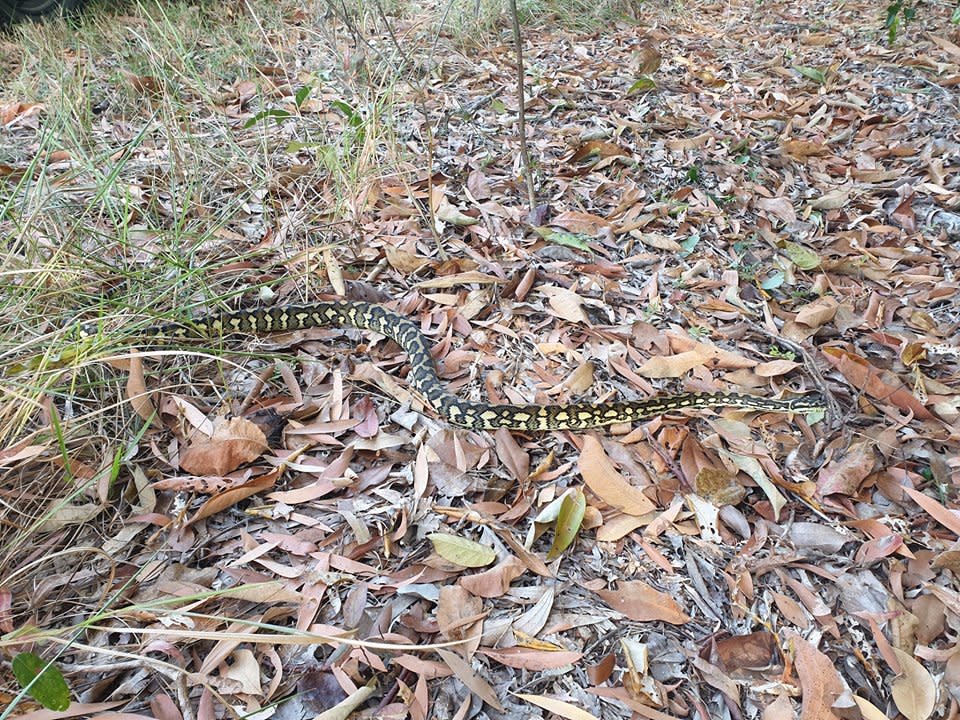 The Cardwell snake catcher said it would have been a different outcome if the snake was venomous and warned people to lock away pets.