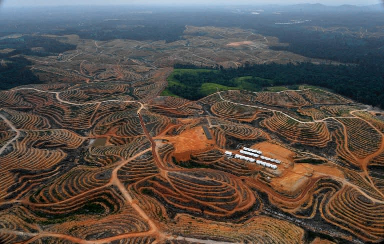 Plantations on Sumatra island and the Indonesian part of Borneo have expanded in recent years as demand for palm oil has skyrocketed, resulting in the destruction of vast tracks of jungle