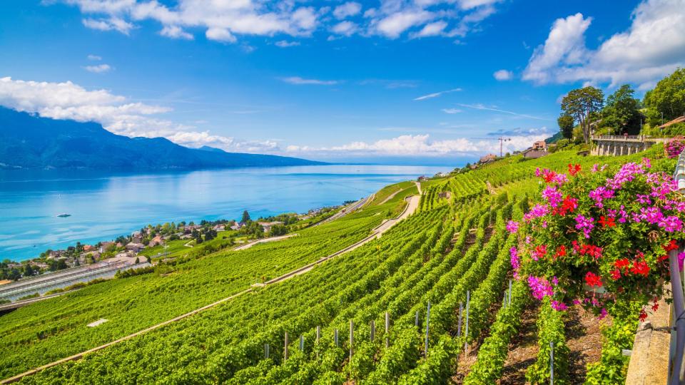 Lavaux Vineyard Terraces