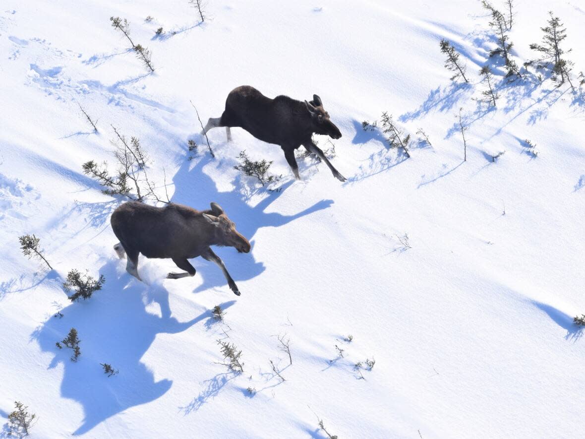 Two moose run through the snow on Cape Breton Island. (Elizabeth Walsh/Department of Natural Resources and Renewables - image credit)