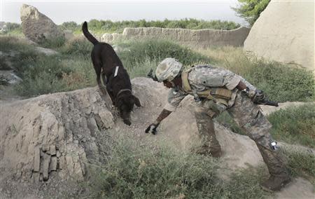 Dog handler Sergeant Justin McGhee of the US Army's 67th Engineer Detachment works with his dog Archie as they search for buried munitions near the village of Khersak in Arghandab District in this file photo taken July 9, 2010. REUTERS/Bob Strong/Files