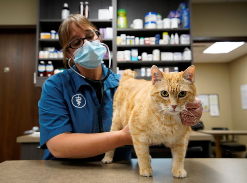 Dr. Liz Ruelle examines a cat at the Wild Rose Cat clinic in Calgary