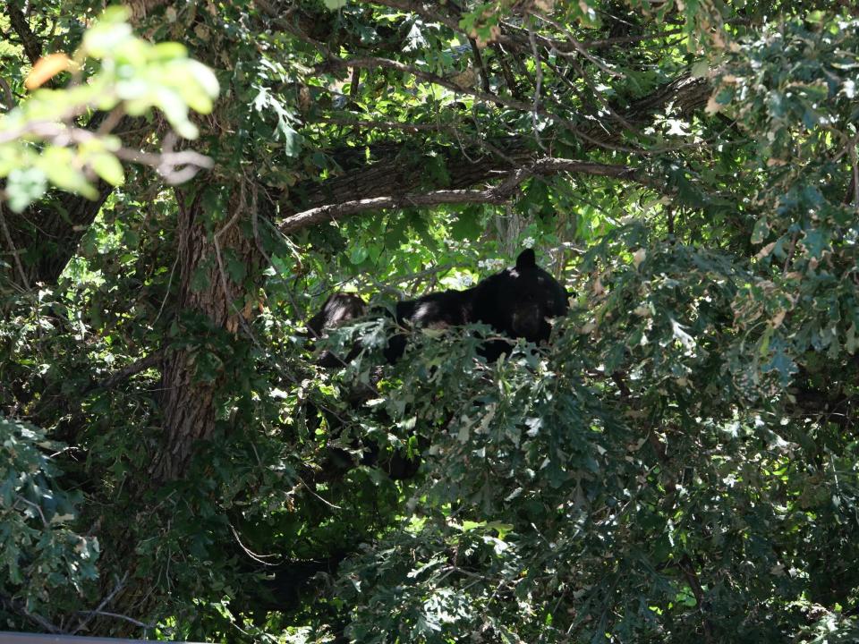 A bear spotted on July 11, 2023 on the University of Colorado Boulder campus.