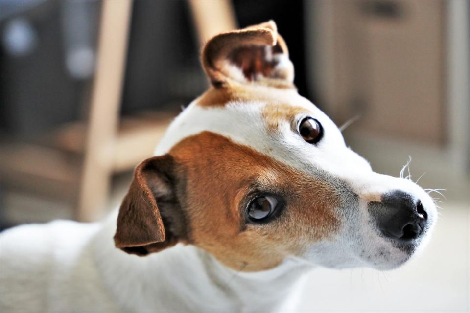 Jack russell terrier tilts head at the camera