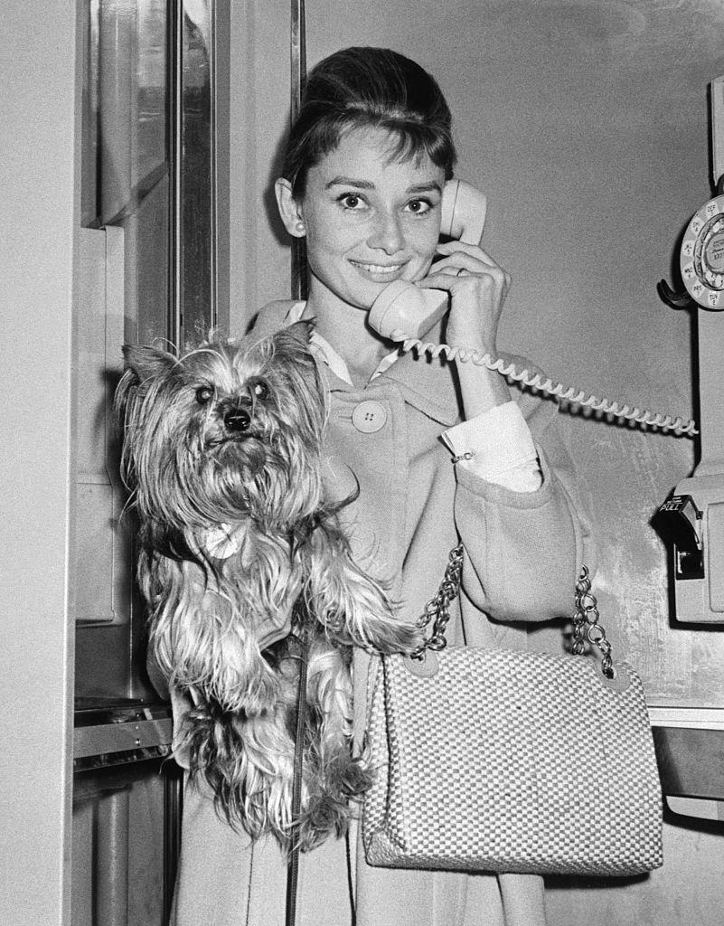 <p>Throughout her life, Audrey Hepburn favored the Yorkshire Terrier dog breed and her pet, named Mr. Famous, caused <a href="https://www.petique.com/blogs/news/meet-mr-famous-and-a-few-of-his-fellow-famous-fur-friends" rel="nofollow noopener" target="_blank" data-ylk="slk:the breed to rise in popularity;elm:context_link;itc:0;sec:content-canvas" class="link ">the breed to rise in popularity</a>. He also earned his fifteen minutes of fame when he served as her <a href="https://www.petique.com/blogs/news/meet-mr-famous-and-a-few-of-his-fellow-famous-fur-friends" rel="nofollow noopener" target="_blank" data-ylk="slk:costar in Funny Face;elm:context_link;itc:0;sec:content-canvas" class="link ">costar in <em>Funny Face</em></a>. Here, the starlet was greeted at the airport by Mr. Famous after she'd been away traveling. </p>