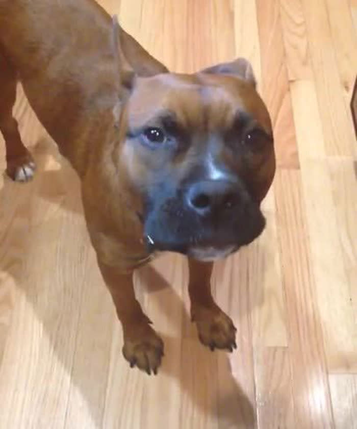 WATCH: Dog sings 'Happy Birthday' to his owner