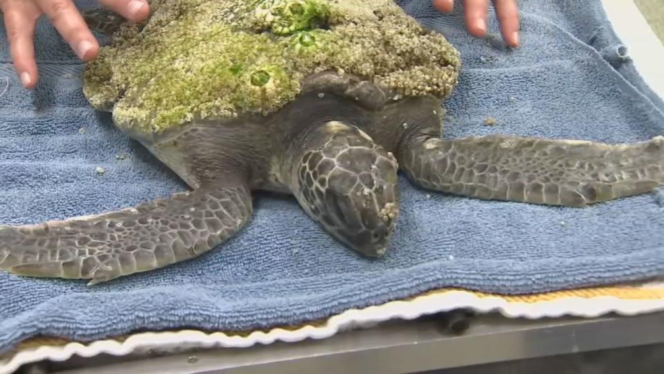 More than a dozen sick sea turtles have been rescued in recent days and are receiving treatment at the Sea Turtle Healing Center at the Brevard Zoo.