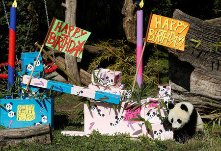 Giant Panda cub Fu Ban approaches parcels containing food on its first birthday at Schoenbrunn Zoo in Vienna, Austria August 7, 2017. REUTERS/Heinz-Peter Bader