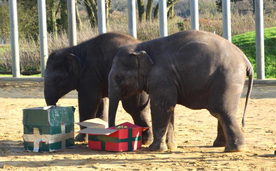 Elephants at the ZSL Whipsnade Zoo in England enjoyed a mammoth-sized Christmas celebration with "pachyderm-perfect pressies" full of hay and festive treats, according to the zoo.