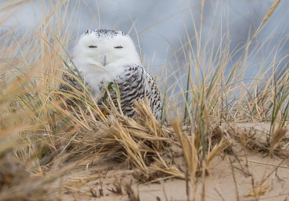 A snowy owl rests along Lake Michigan's shores in St. Joseph during the species' last big influx to our region in 2017.