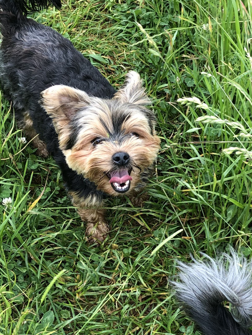 a happy dog in the grass looking up