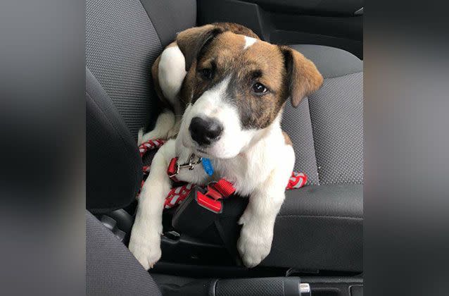 Puppy Luna was still in the back seat when the thieves drove off. Source: 7 News