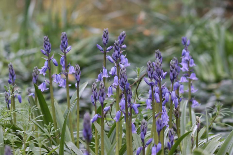 Campanillas en Grappenhall Heys Walled Garden por Tracy Milsom