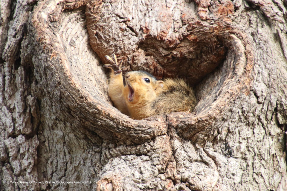 Un simpatico scoiattolo americano che vorrebbe una nocciolina ©Corey Seeman / Comedy Wildlife Photography Awards 2019