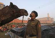 A Border Security Force soldier stands with his camel in between practice for the upcoming Republic Day parade in New Delhi, India, Thursday, Jan. 21, 2021. Republic Day marks the anniversary of the adoption of the country's constitution on Jan. 26, 1950. Thousands congregate on Rajpath, a ceremonial boulevard in New Delhi, to watch a flamboyant display of the country’s military power and cultural diversity. (AP Photo/Manish Swarup)