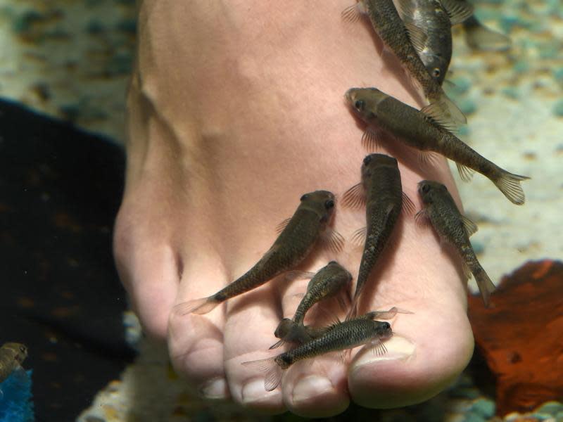 Kleine Garra Rufas (Rötliche Saugbarben) knabbern in der «Garra Rufa Lounge» in Kiel an den Füßen einer Besucherin. Foto: Carsten Rehder