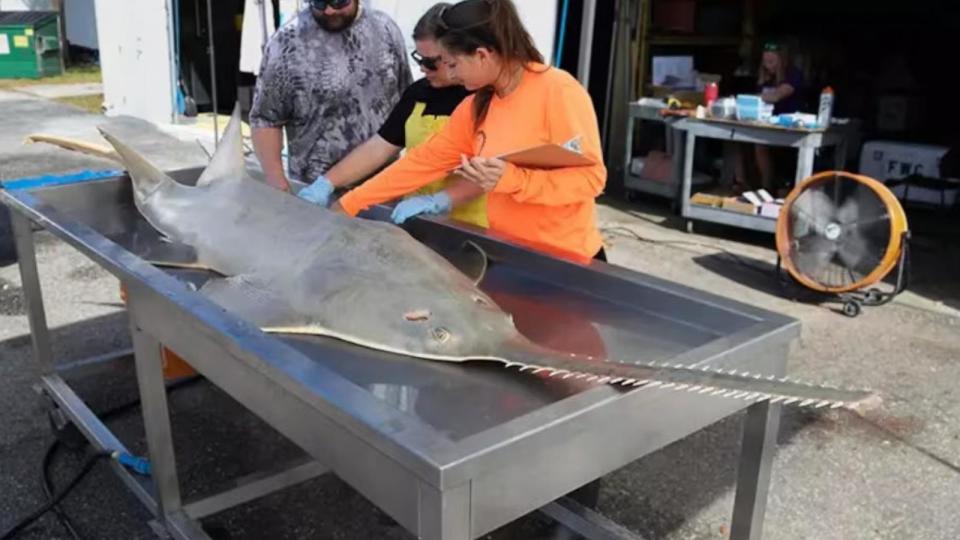 PHOTO: Researchers examine a dead sawfish that was found in the Florida Keys. (Florida Fish and Wildlife Conservation Commission)