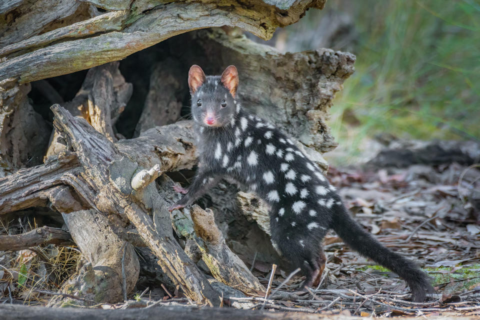 A the eastern quoll closer up at Mulligans Flat Nature Reserve