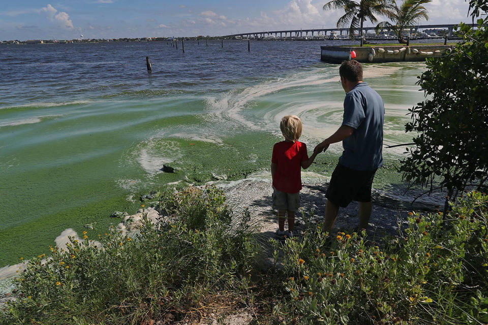 (FOTOS) La invasión de algas malolientes y tóxicas que amenaza las aguas de EEUU