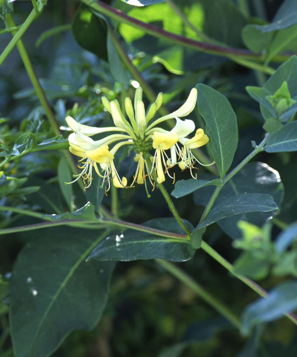 Honeysuckle Lonicera 'Graham Thomas'