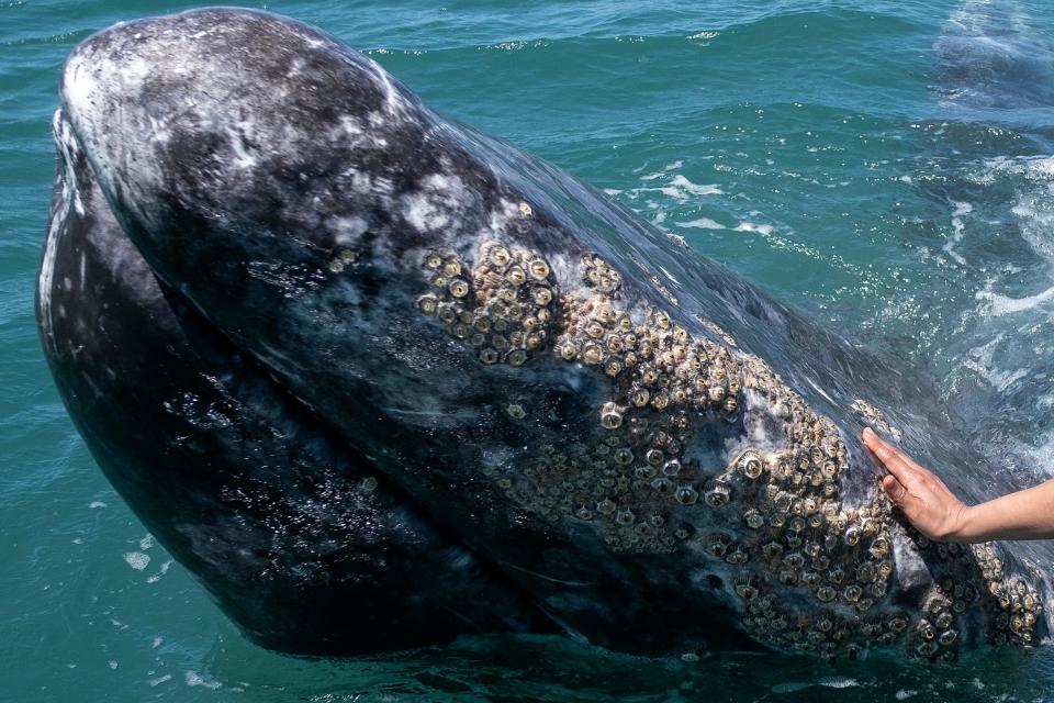 A whale watcher touches a gray whale at Ojo de Liebre Lagoon in Guerrero Negro, Baja California Sur state, Mexico on March 27, 2021. - A reduction of contagions from COVID-19 has boosted whale watching tourism in Mexico. Each year hundreds of North Gray Whales travel thousands of miles from Alaska to the Baja California Peninsula breeding lagoons, part of El Vizcaino Gray Whale Sanctuary, a biosphere reserve and UNESCO World Heritage.