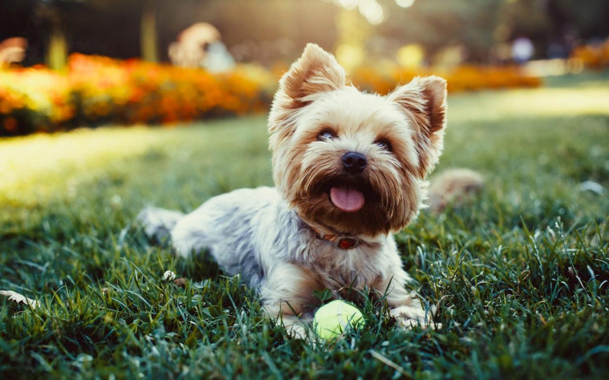 A woman suffered from 'broken heart syndrome' after the death of her Yorkshire terrier (not pictured) - Getty Images Contributor