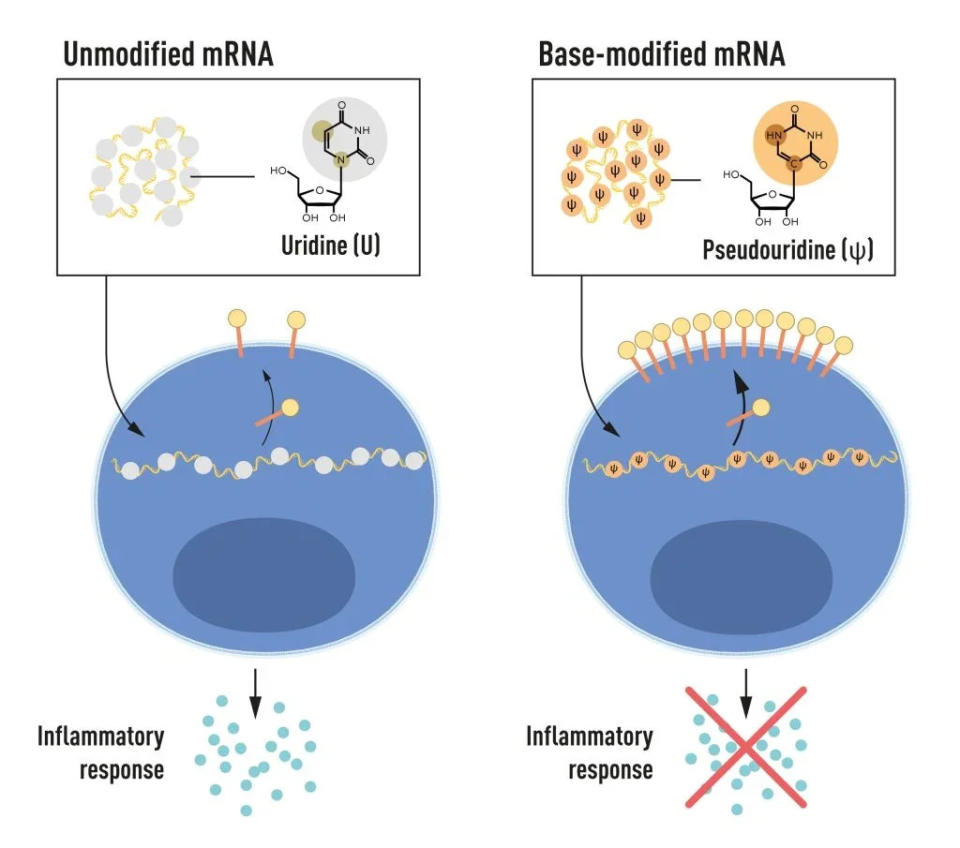 mRNA contains four different bases, abbreviated A, U, G, and C. The Nobel Laureates discovered that base-modified mRNA can be used to block activation of inflammatory reactions (secretion of signaling molecules) and increase protein production when mRNA is delivered to cells. 