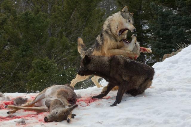 grizzly bear fight wolves