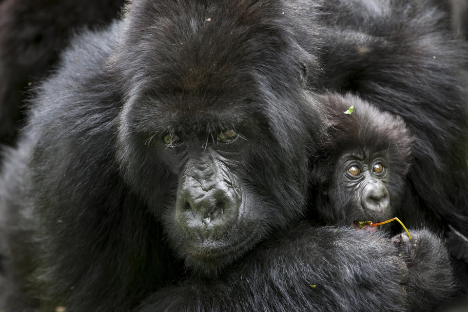 Mountain gorillas in the jungle of Rwandas Virunga Mountains.