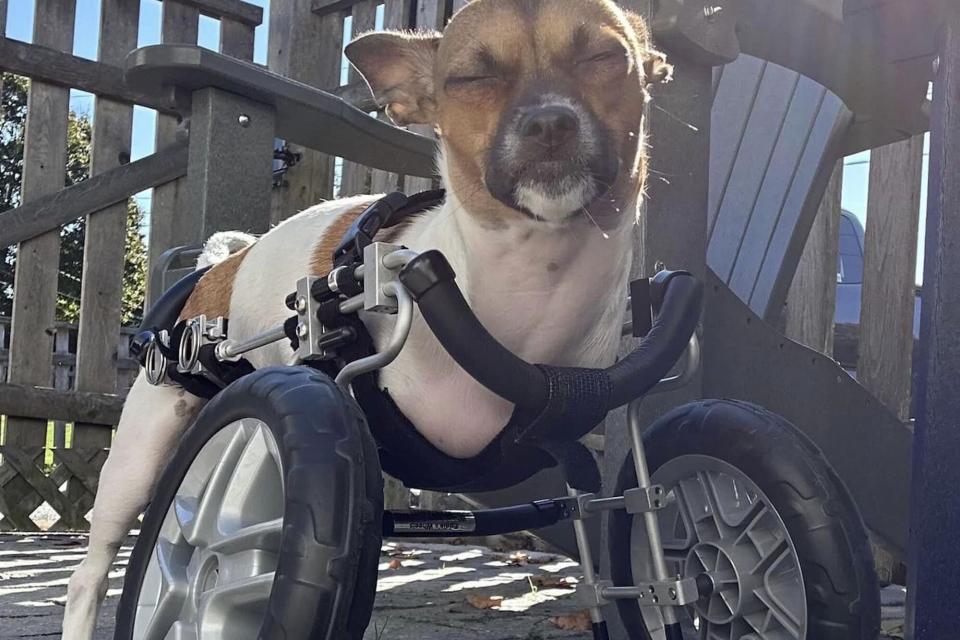 a small tan and white dog with wheels closes his eyes while standing in the sun