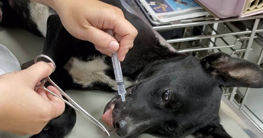 嚴重腿傷的流浪犬，在高雄動物醫院治療期間狂打噴嚏且不時甩頭，甚至還持續流鼻血，仔細檢查後，赫然發現牠的鼻腔中竟有多隻水蛭在蠕動，隨後在牠的鼻腔中陸續夾出15隻水蛭。（圖／台灣動物緊急救援小組提供）