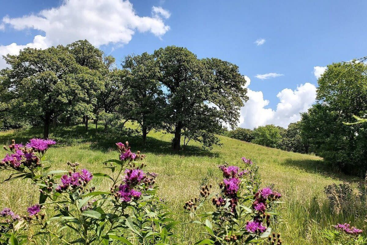 Hitchcock Nature Center, Honey Creek Near the Loess Hills National Scenic Byway, Iowa, open field with purple flowers and trees against a blue sky in summer