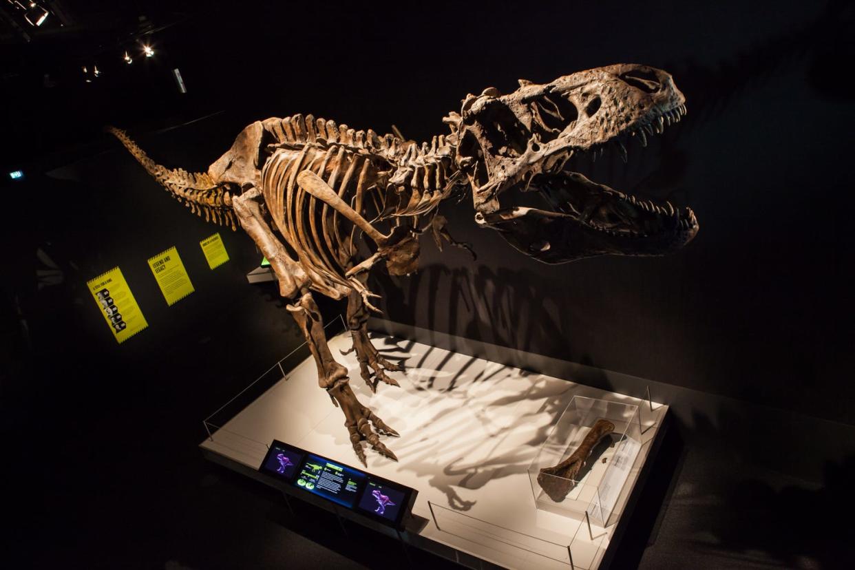 A traveling exhibit about tyrannosaurs is at the Milwaukee Public Museum through May 18.