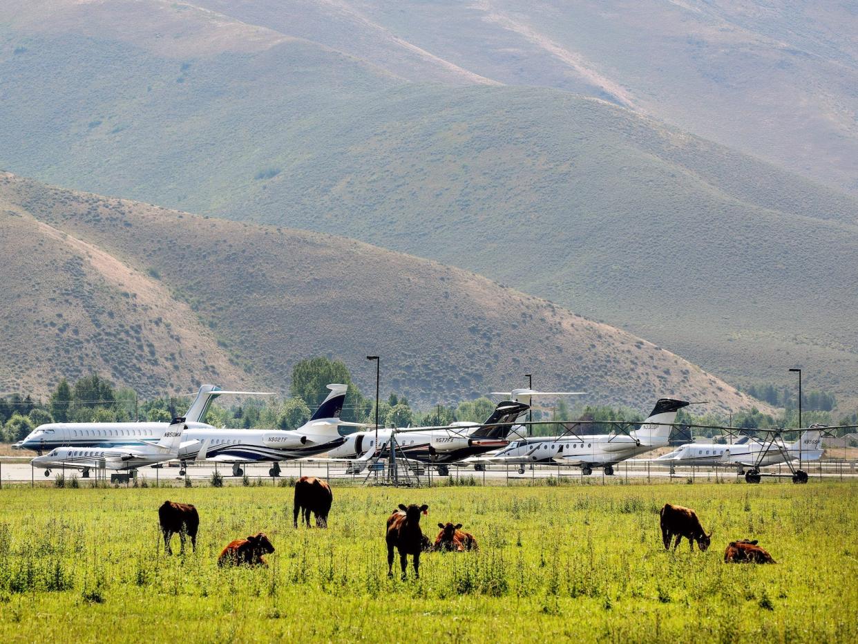 Private jets in Sun Valley alongside cows grazing with mountains in the background