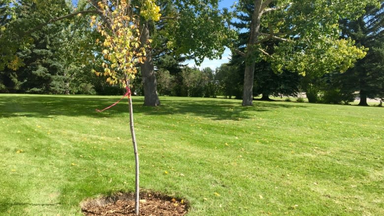 Brentwood residents angry that city is trying to plant trees in local park