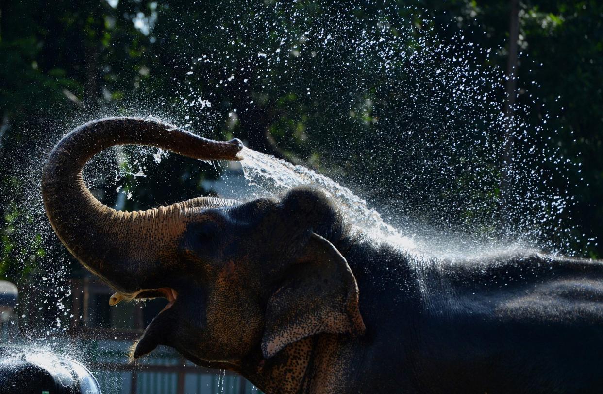 Skip family drama this Christmas and watch one of the world's most extraordinary creatures take a bath instead - AFP