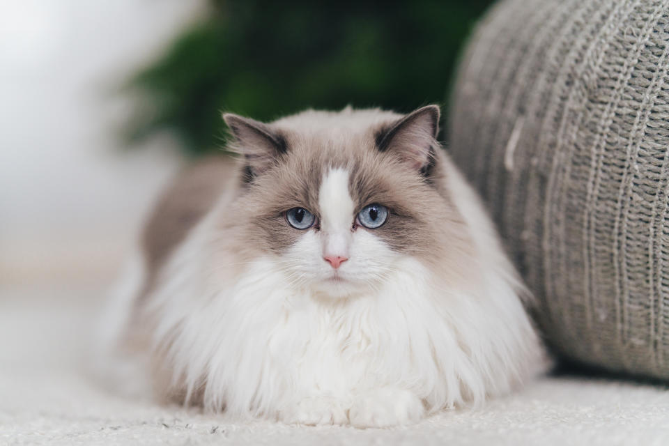 Ragdoll (Getty Images/500px)