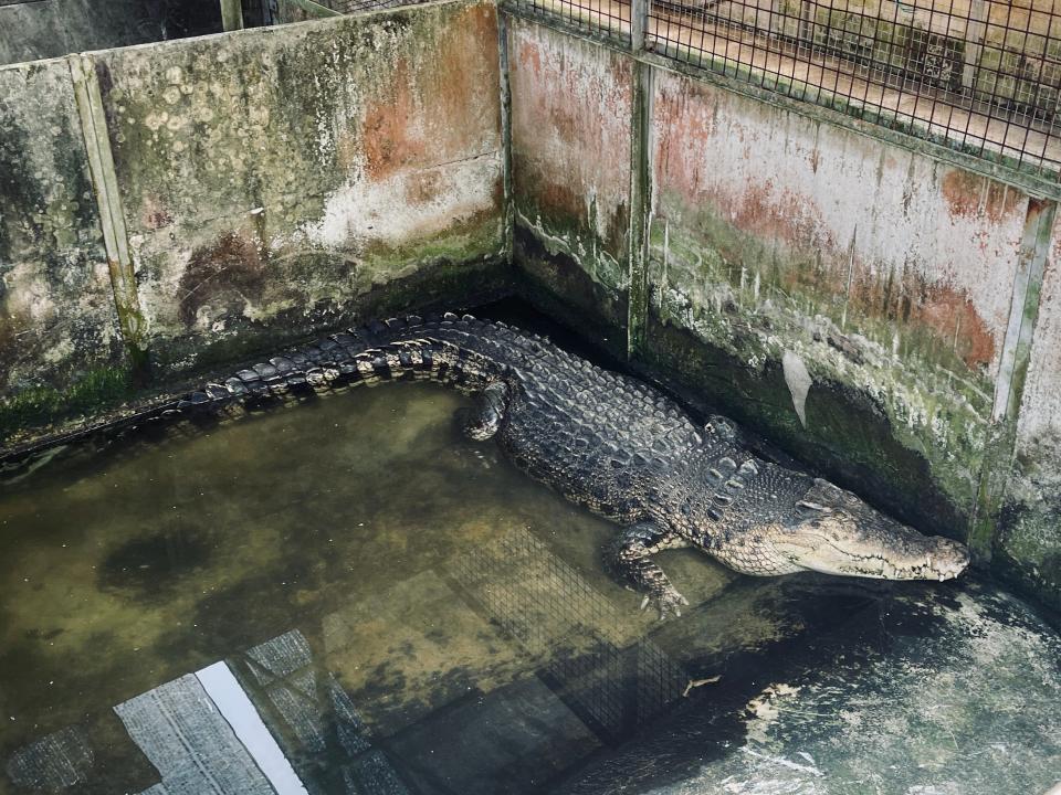 A crocodile in an enclosure.