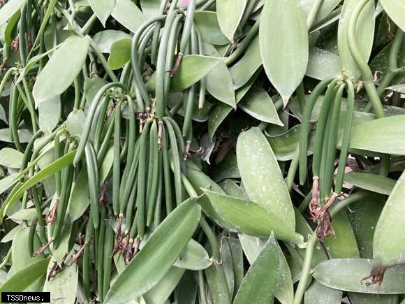 香莢蘭從種植到量產香草莢需要4年時間。（圖：桃園農改場提供）