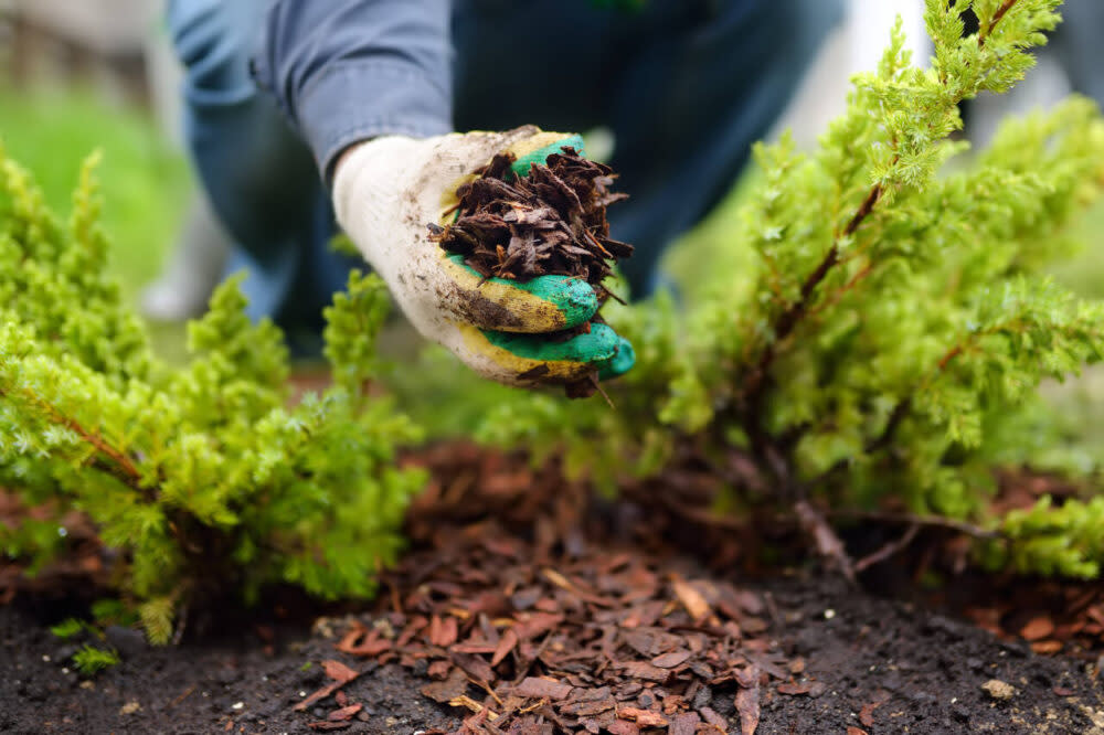 Gardener placing mulch near plants