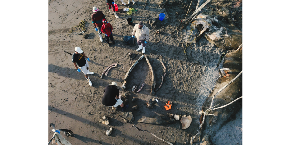 Un grupo de especialistas en vida marina y pescadores trabajan en la recuperación de los restos óseos de una cría de ballena azul en una playa del norte de Sinaloa. Enero de 2022. (Foto: Alexa Sánchez Adem)
