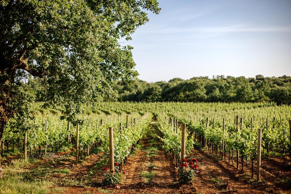 Istrian vineyards at Meneghetti (Matej Paluh)