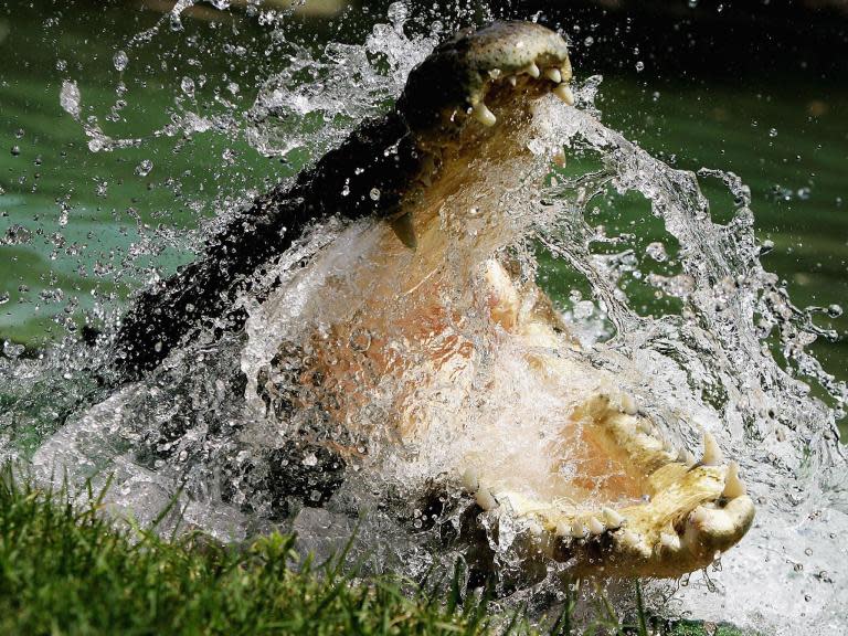 A crocodile terrorising a community and locals hungry for revenge: how a spate of attacks sparked a conservation debate