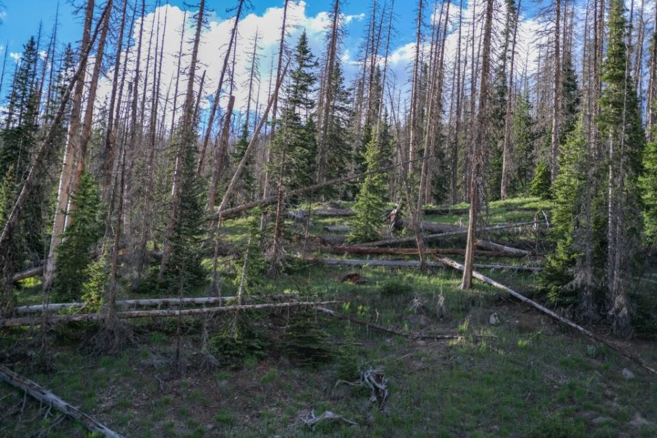 Dead Engelmann Spruce list and fall over in the Rio Grande National Forest.