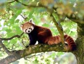 FILE PHOTO: A one year old Red Panda sits in the trees having only recently arrived to a brand new enclosure at the Manor Wildlife Park, St Florence, near Tenby in Wales,