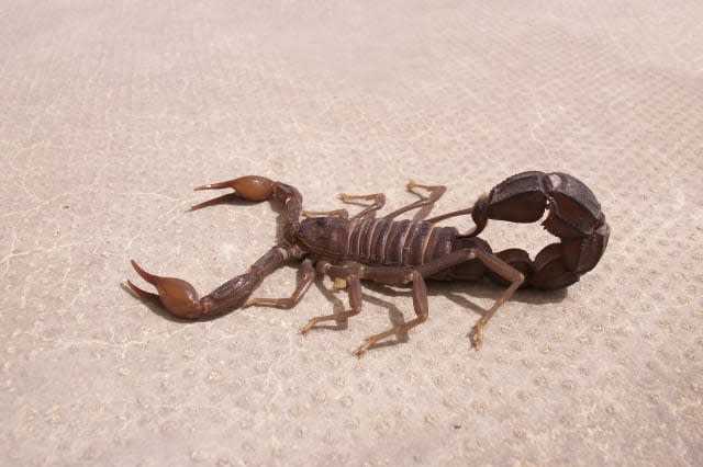 Scorpion. Fauna of Arab Emirates.