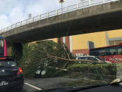 A fallen tree is seen next to traffic along a road following Typhoon Hato in Macau, China, August 24, 2017 in this picture obtained from social media. Karen Yung via REUTERS